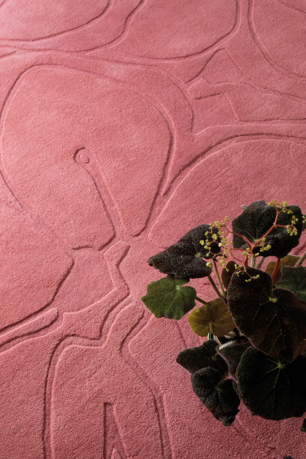 Romantic Magnolia Ted Baker -Pink 162702 Rug